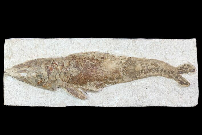 Detailed & D Fossil Fish - Goulmima, Morocco #72869